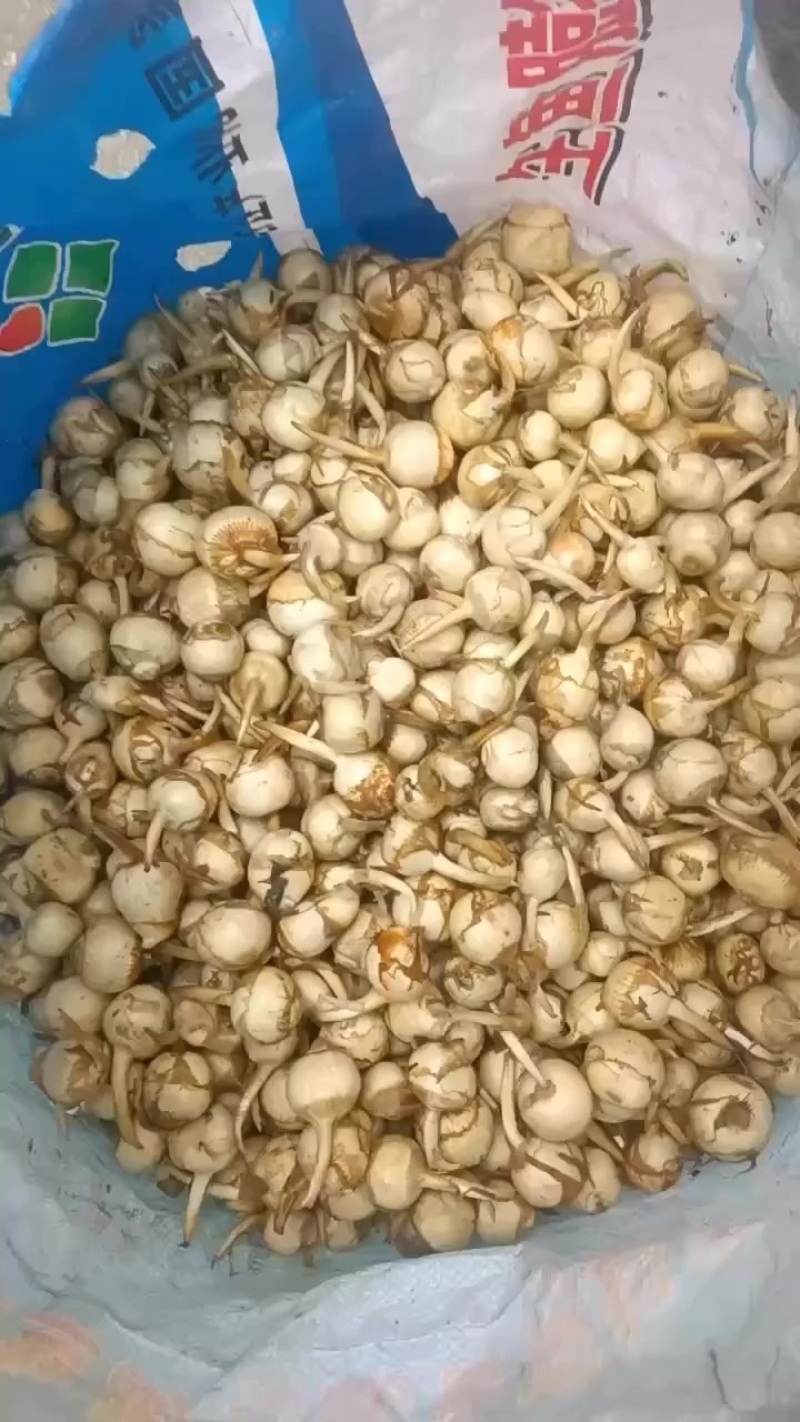 白慈姑产地直销现挖现发