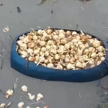 精品慈姑大量有货现挖现发