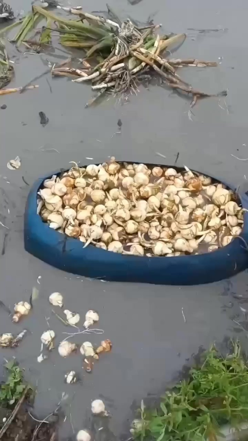 精品慈姑大量有货现挖现发