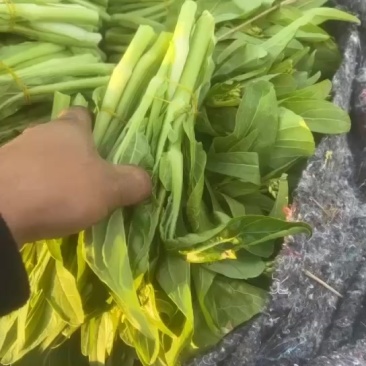湖北白菜苔当天采摘每天供货5000斤