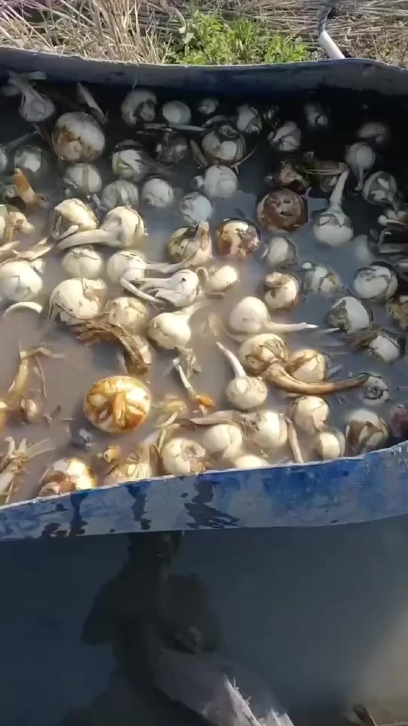 新鲜特产白慈姑大量上市，产地直销现挖现发