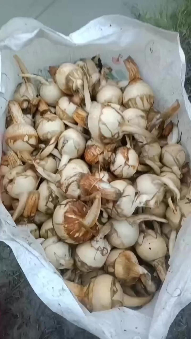 新鲜特产白慈姑大量上市，产地直销现挖现发