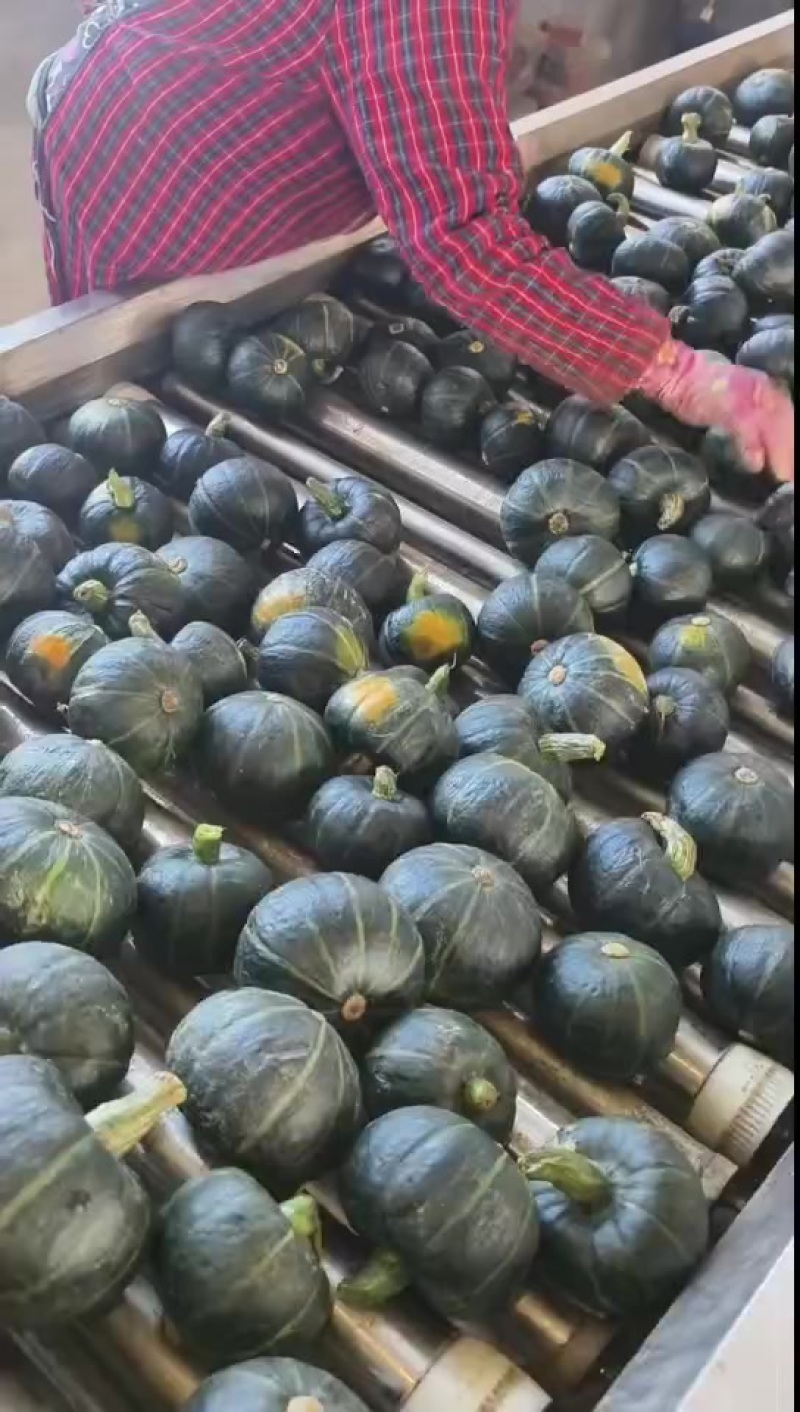 贝贝南瓜
