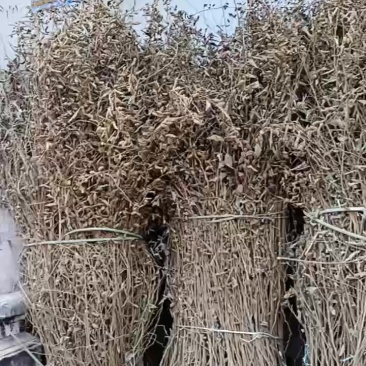 广东山芝麻中草药