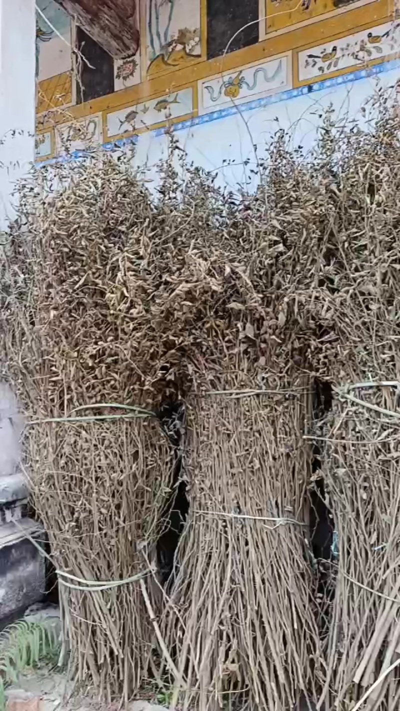广东山芝麻中草药