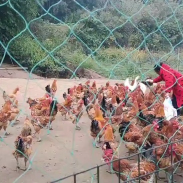 正宗自家养的跑山鸡