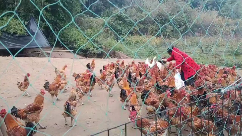 正宗自家养的跑山鸡