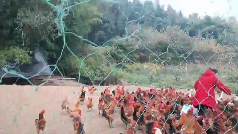 正宗自家养的跑山鸡