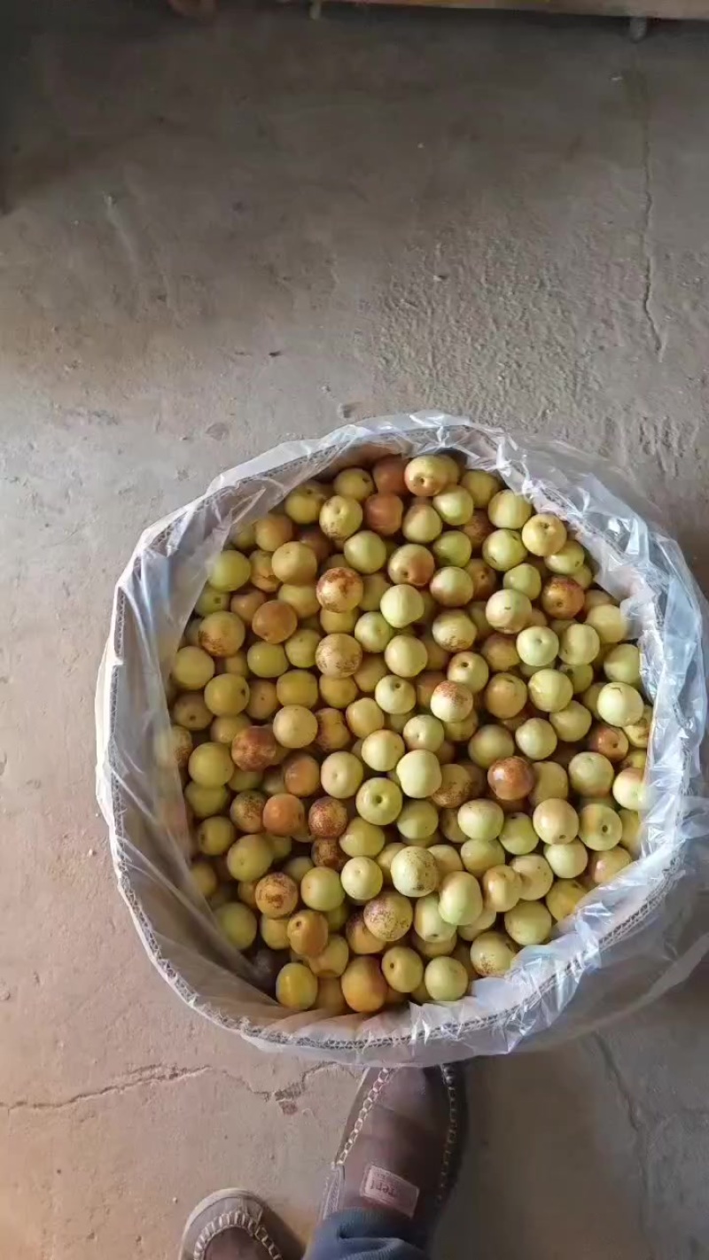 冷库冬枣大量有货