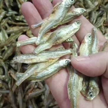 水煮亮皮白条，全干货，