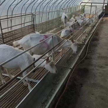 鲜羊奶