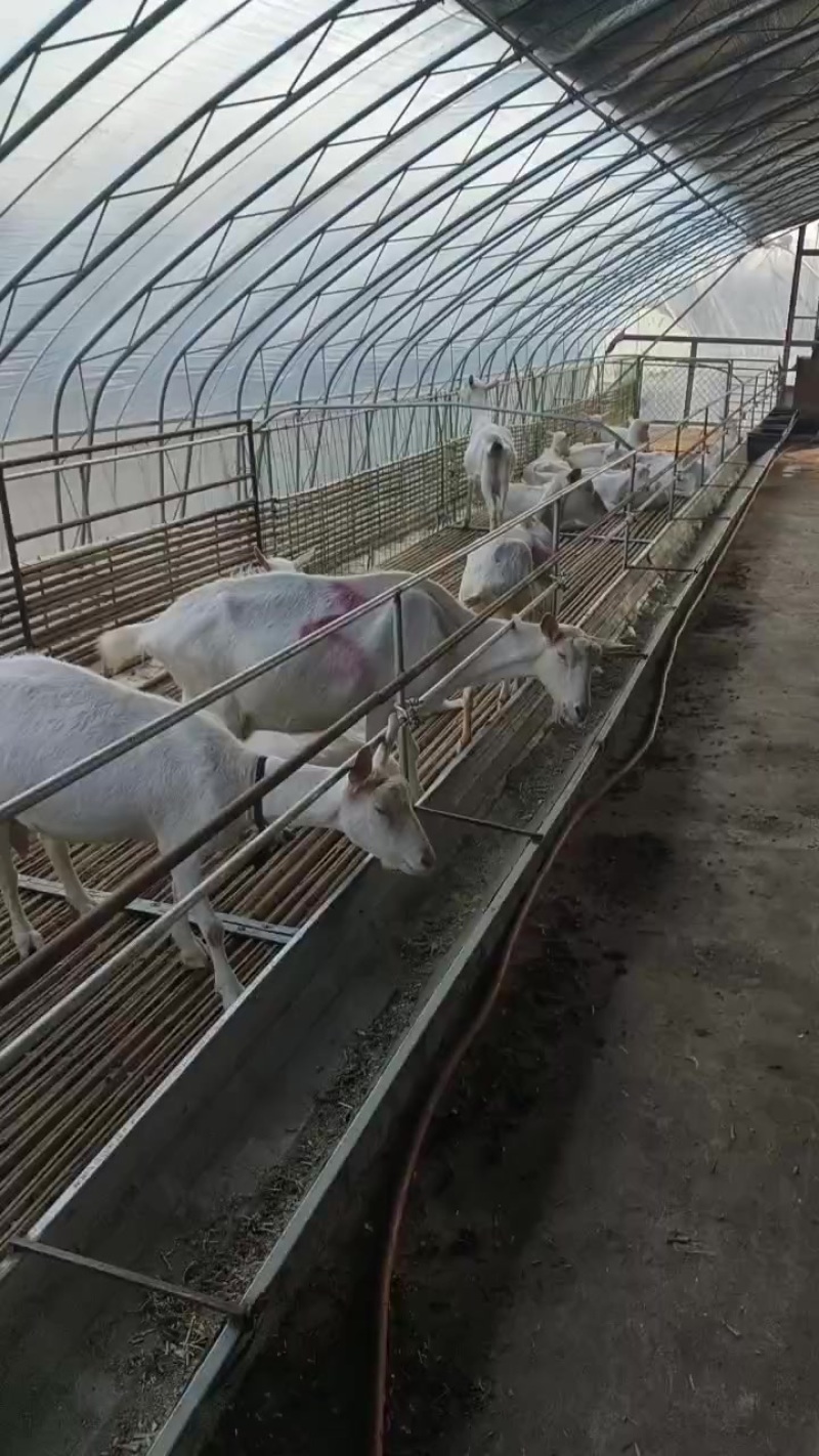 鲜羊奶