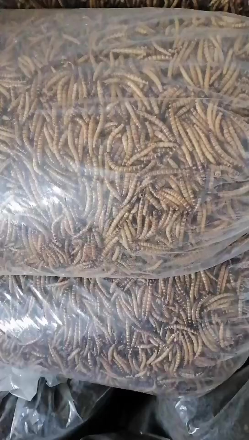 大麦虫+干虫+虫种+养殖技术