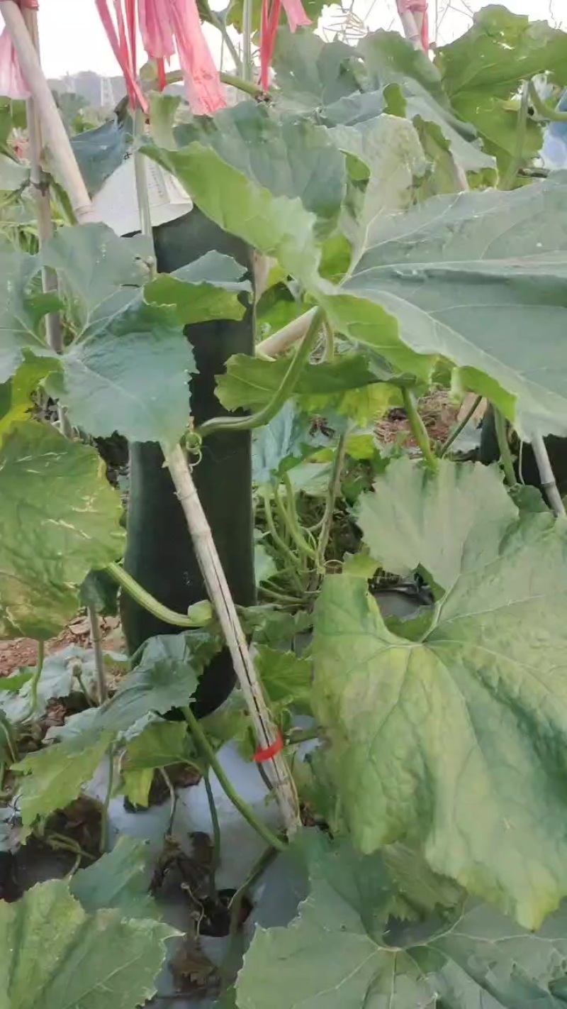 黑皮冬瓜