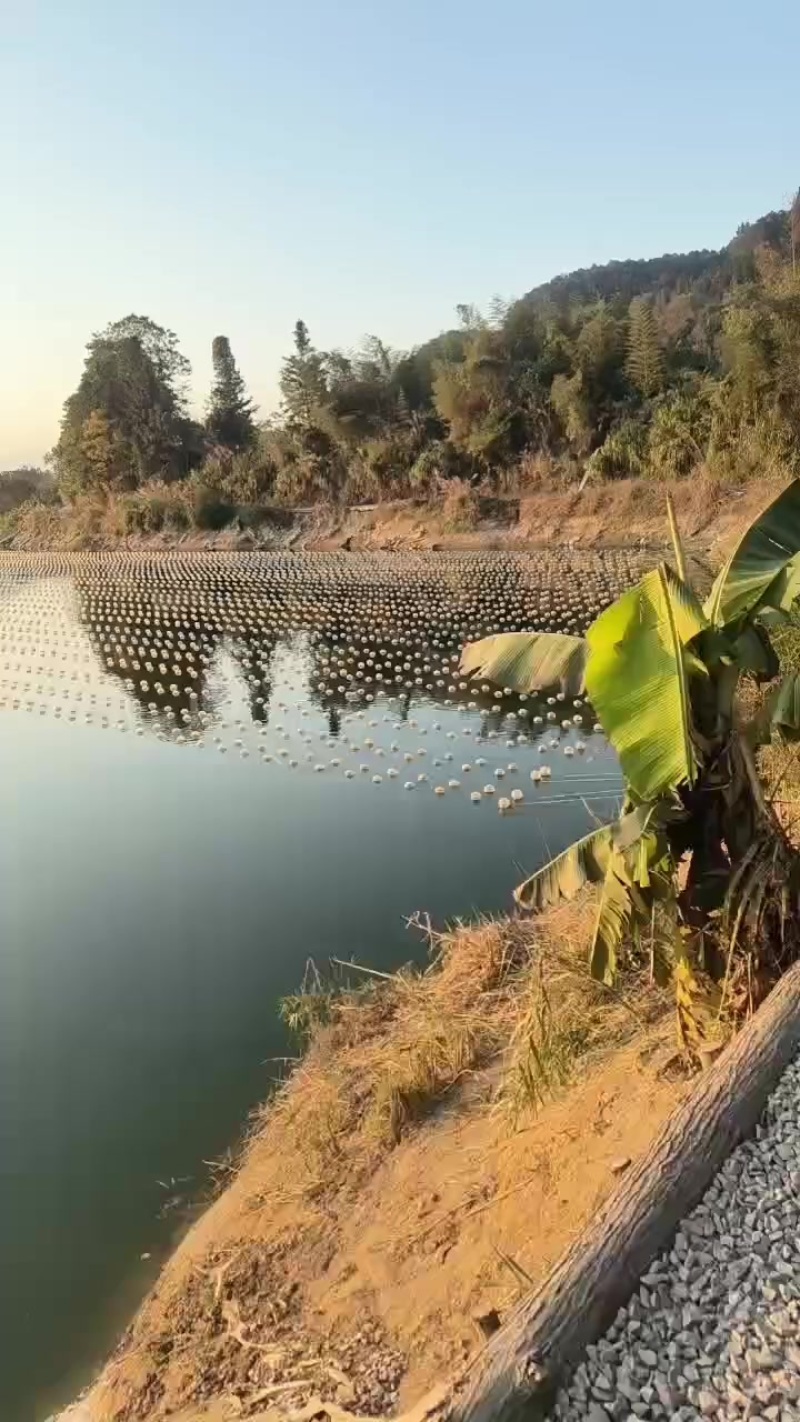 珍珠蚌