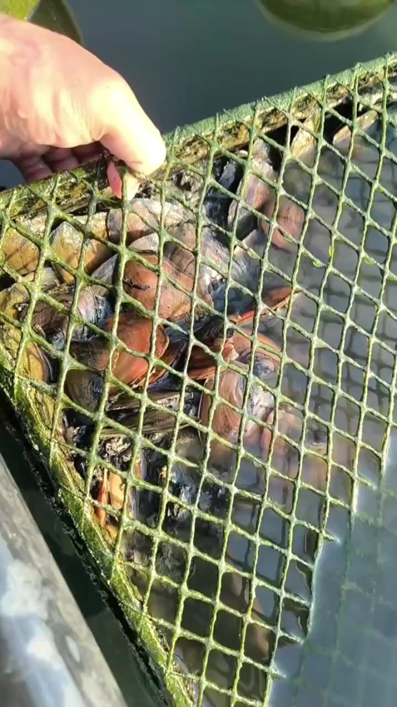 珍珠蚌