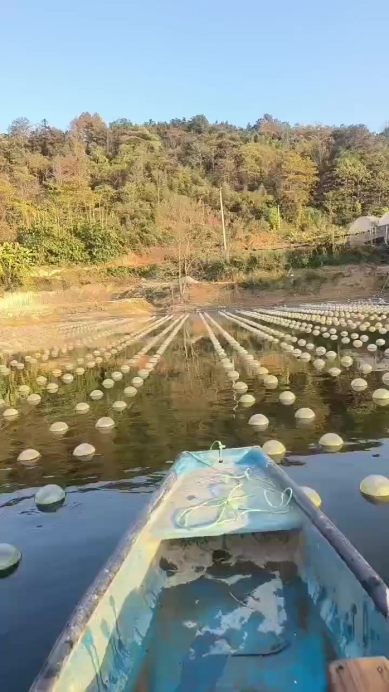 珍珠蚌