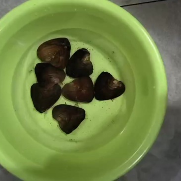 珍珠蚌