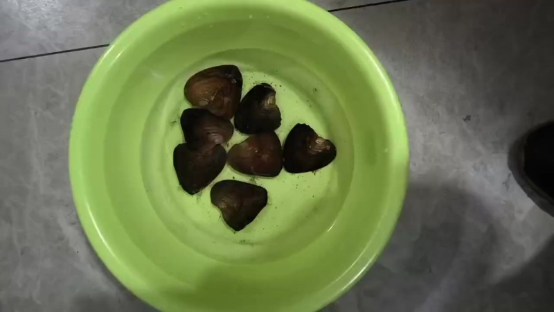 珍珠蚌