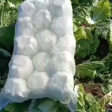 新鲜大白菜