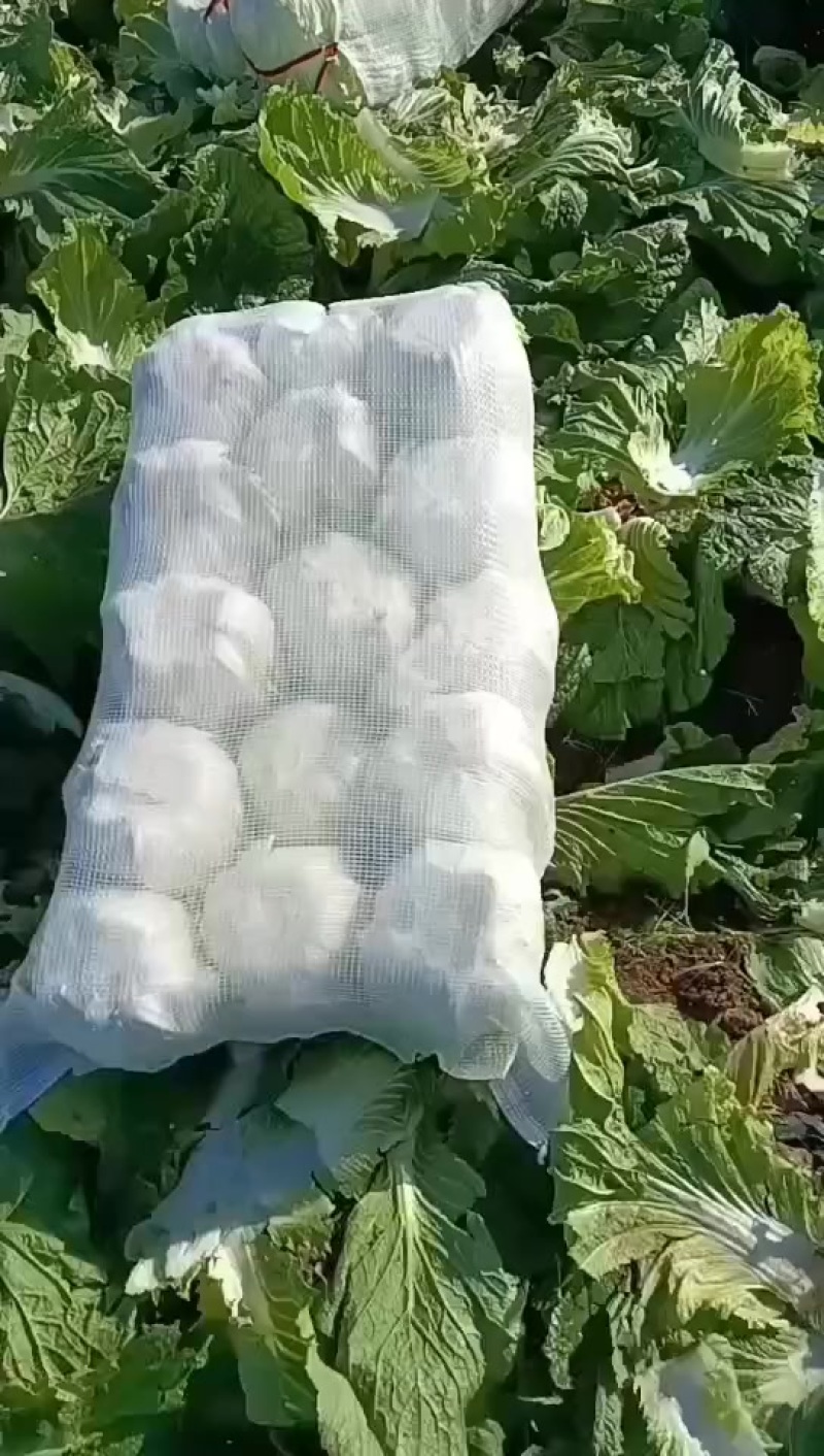 新鲜大白菜