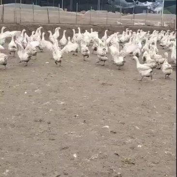 我有大白鹅出栏有800只均重8斤半