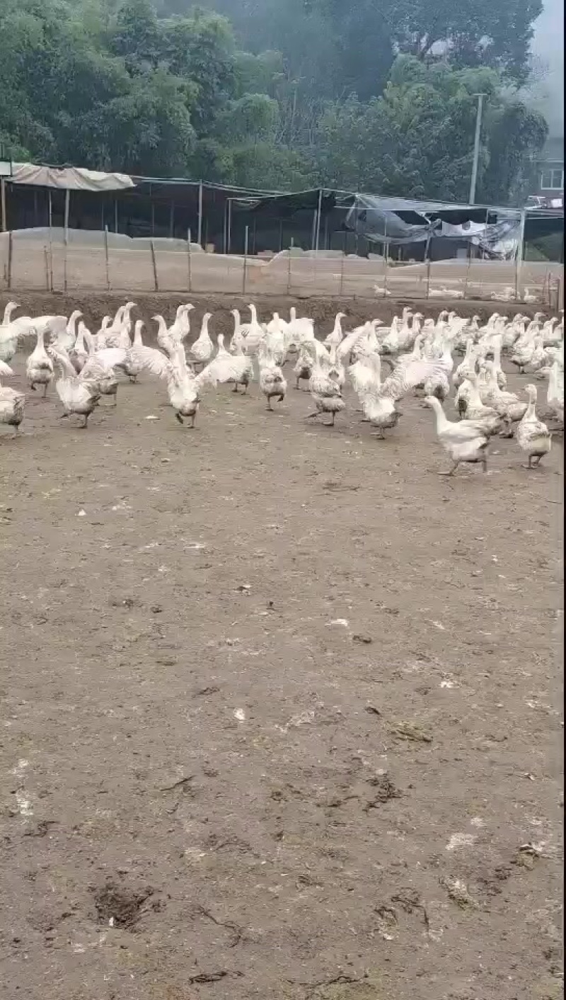 我有大白鹅出栏有800只均重8斤半
