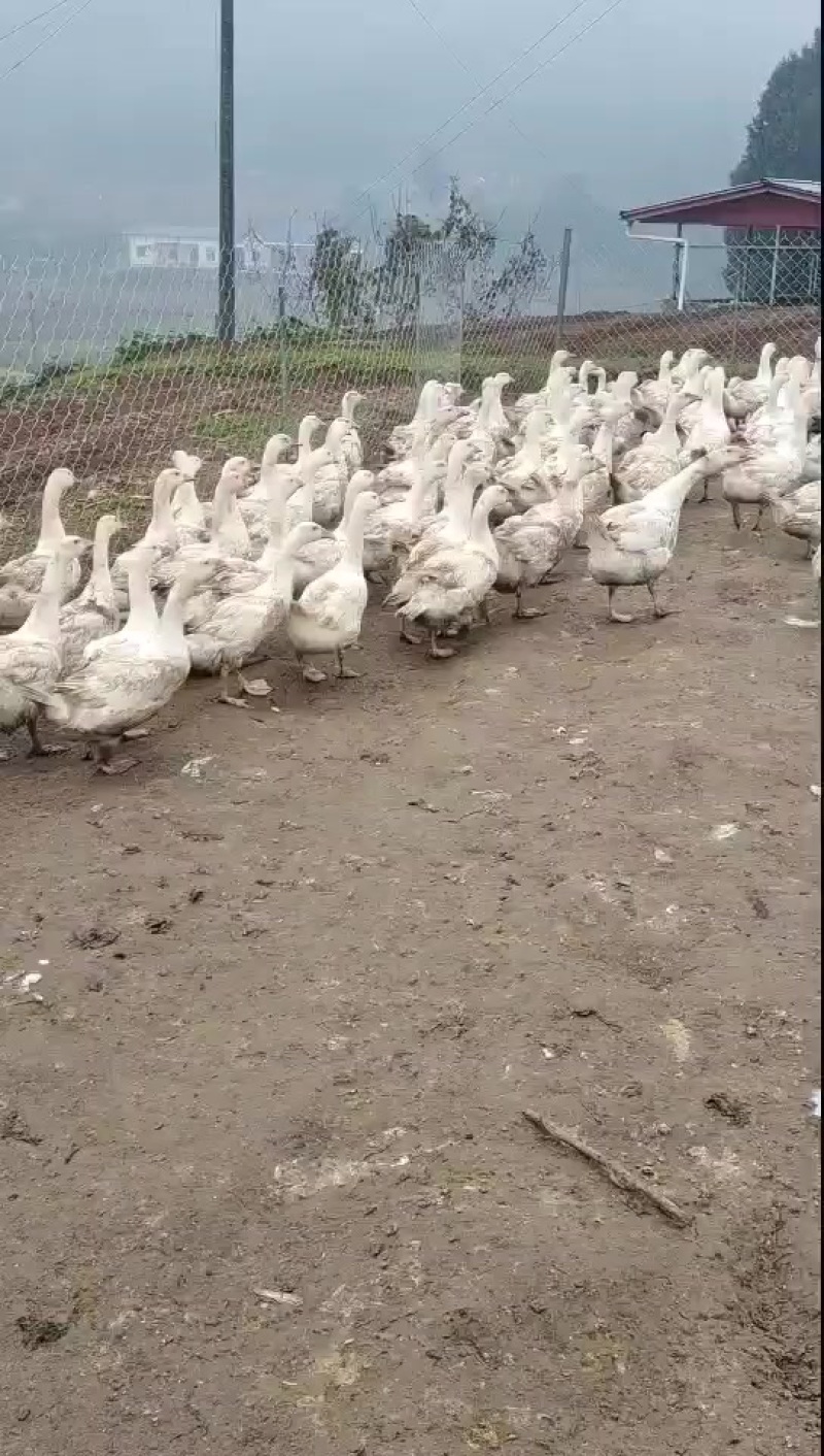 我有大白鹅出栏有800只均重8斤半