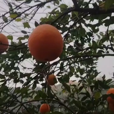 石门纽荷尔脐橙