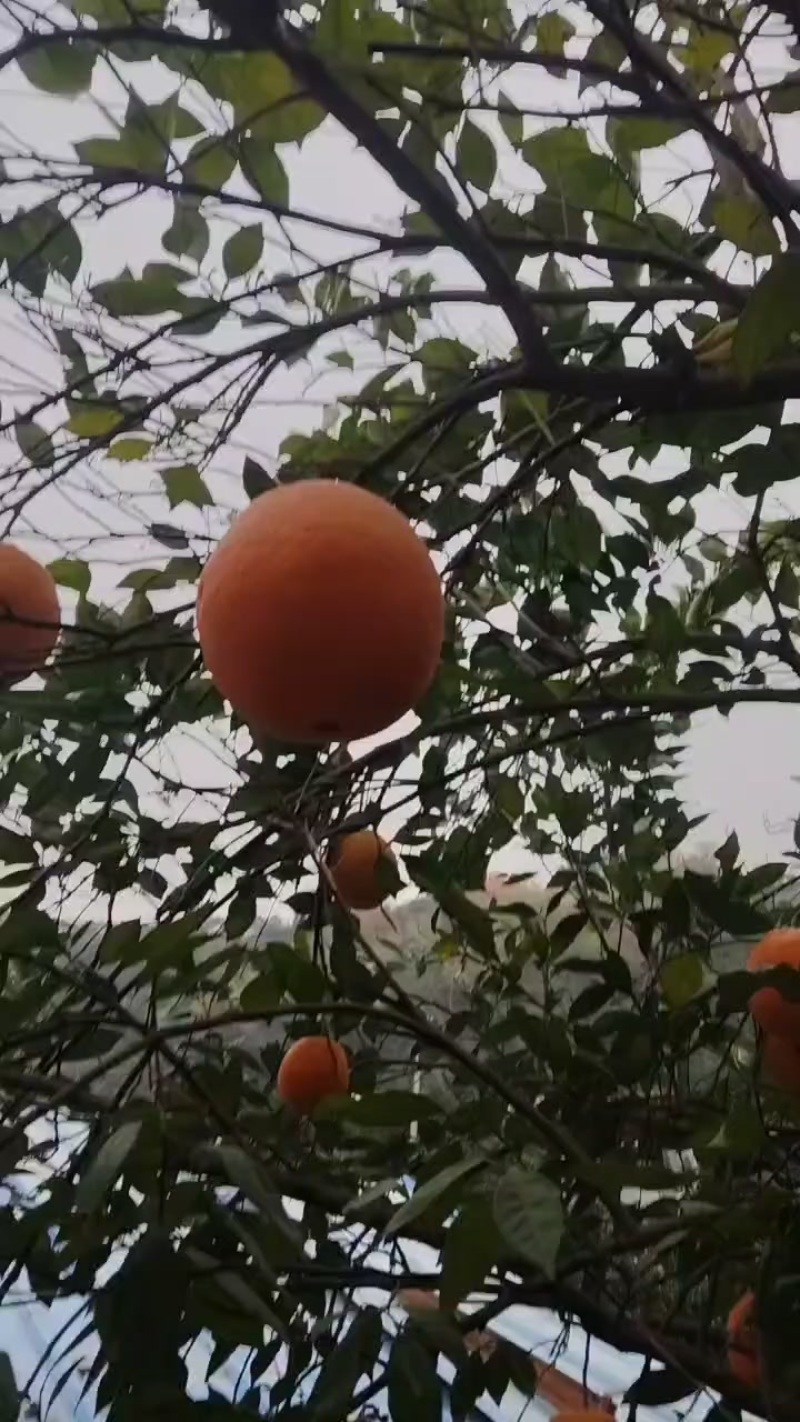 石门纽荷尔脐橙