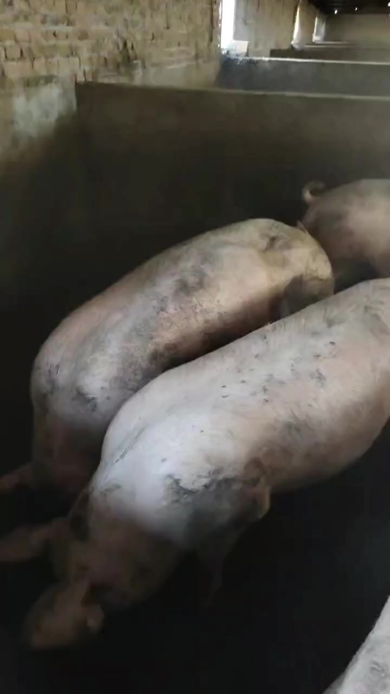 活猪