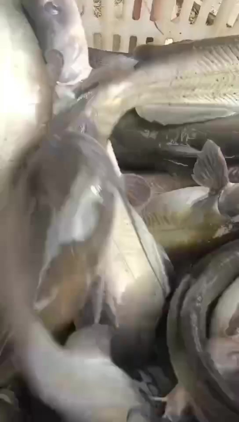 叉尾鮰