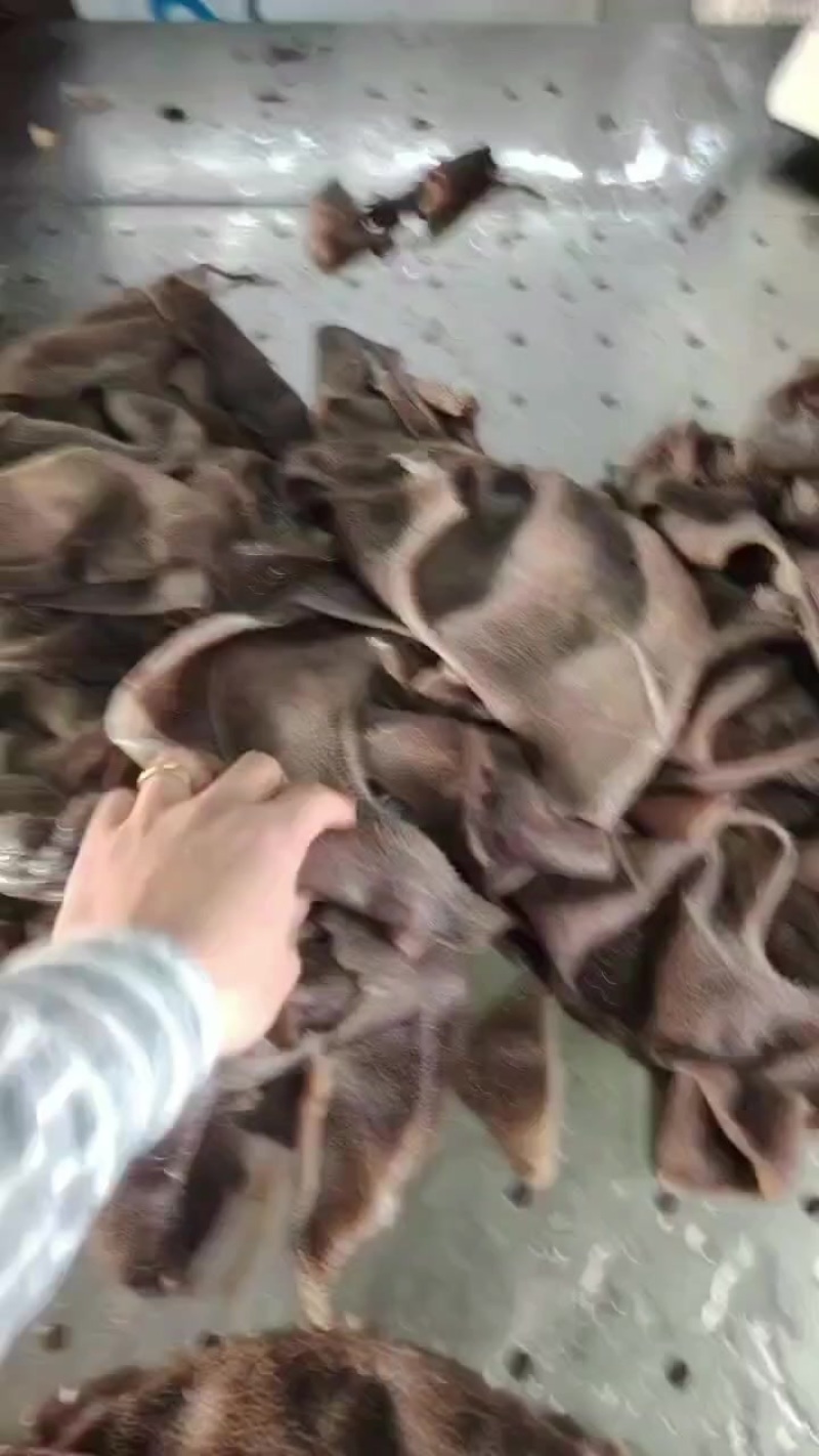 毛肚