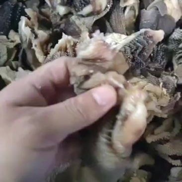 毛肚大边角精品