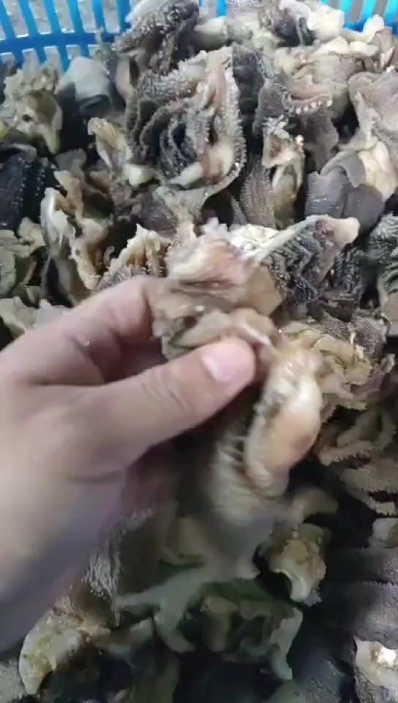 毛肚大边角精品