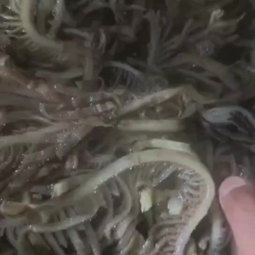 黑千