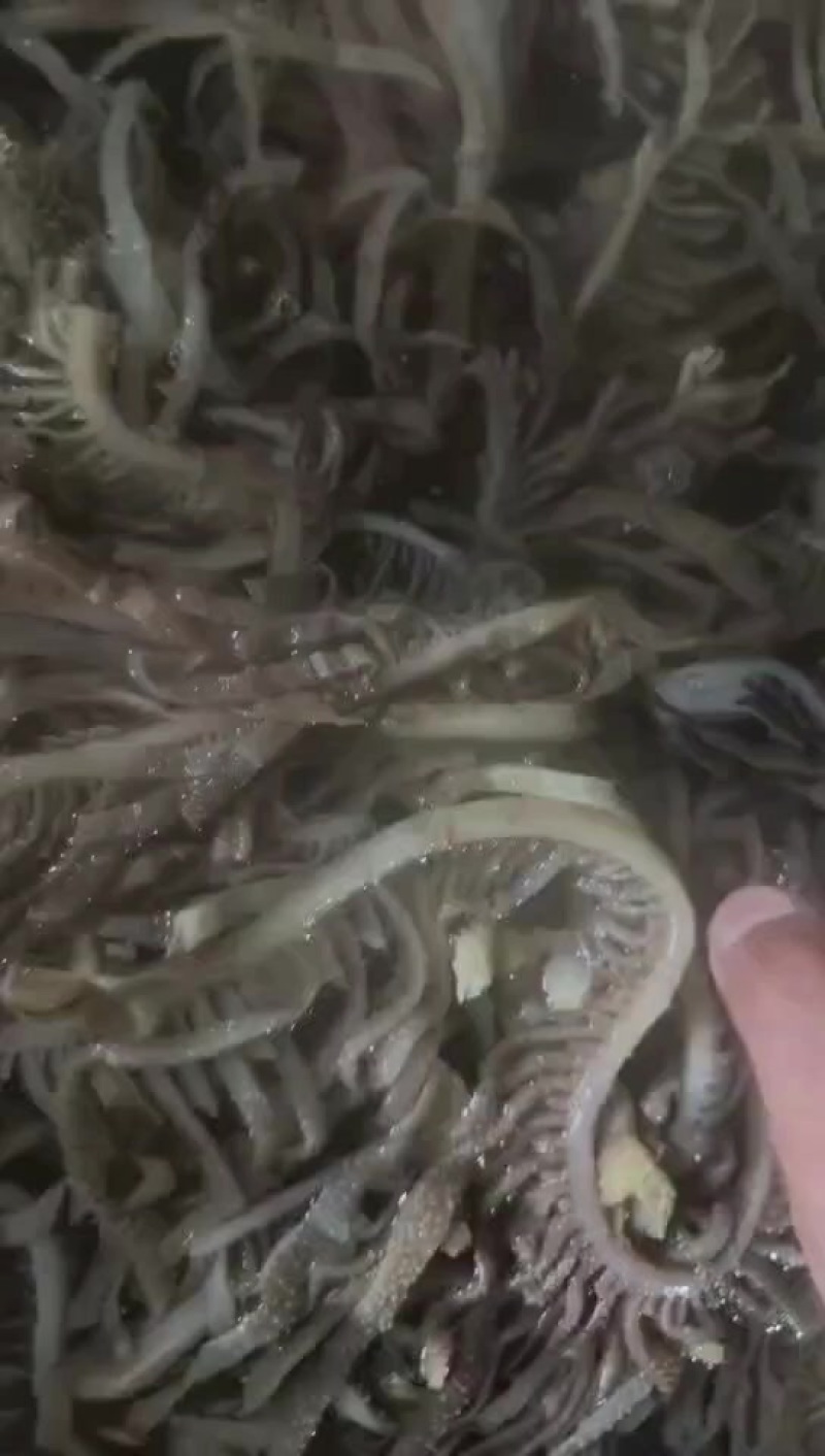 黑千