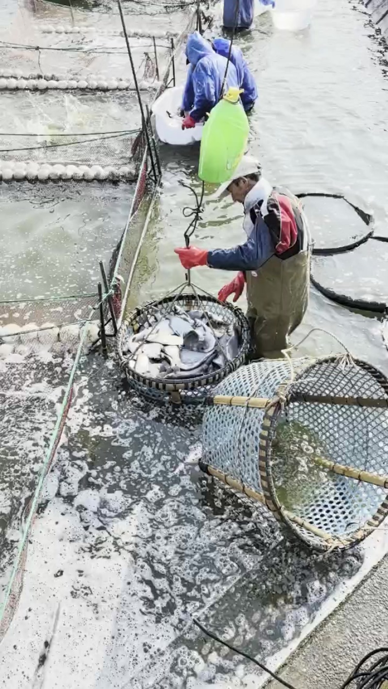 鳊鱼