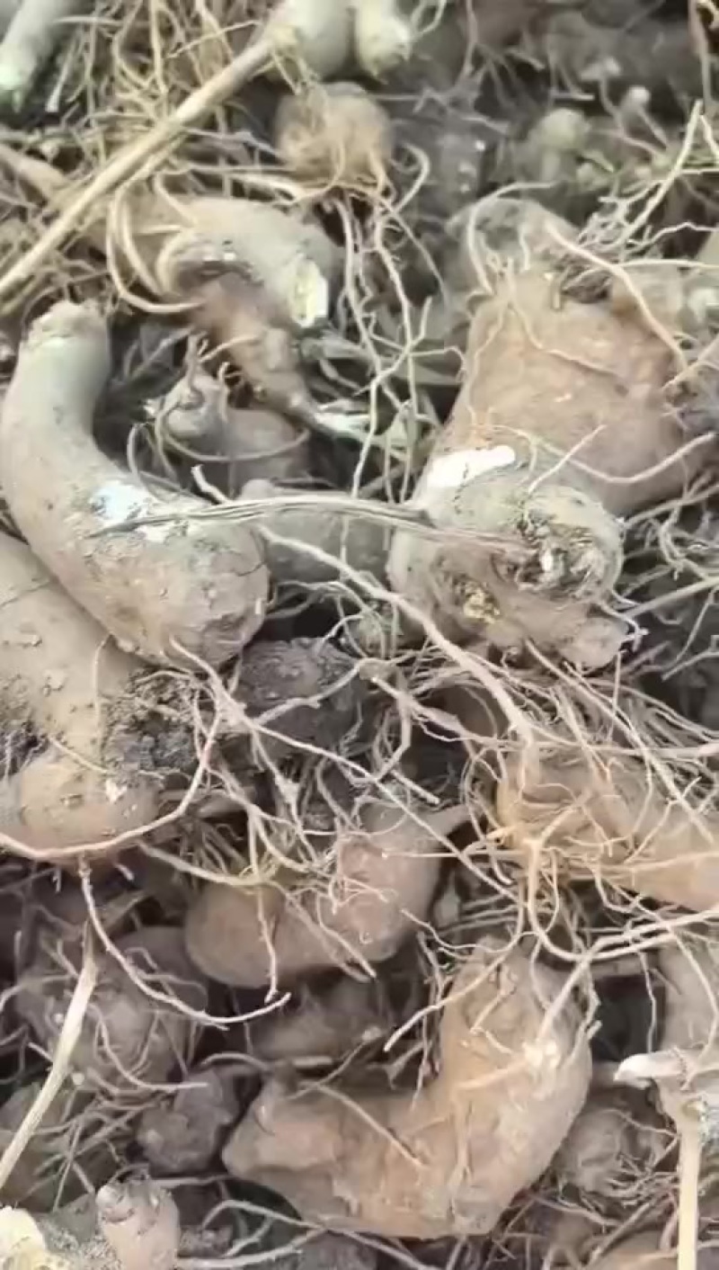 白术芽