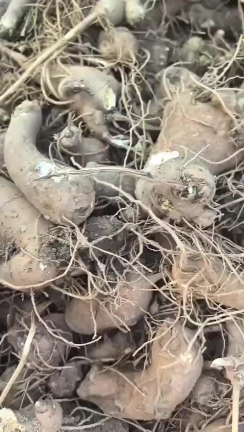 白术芽