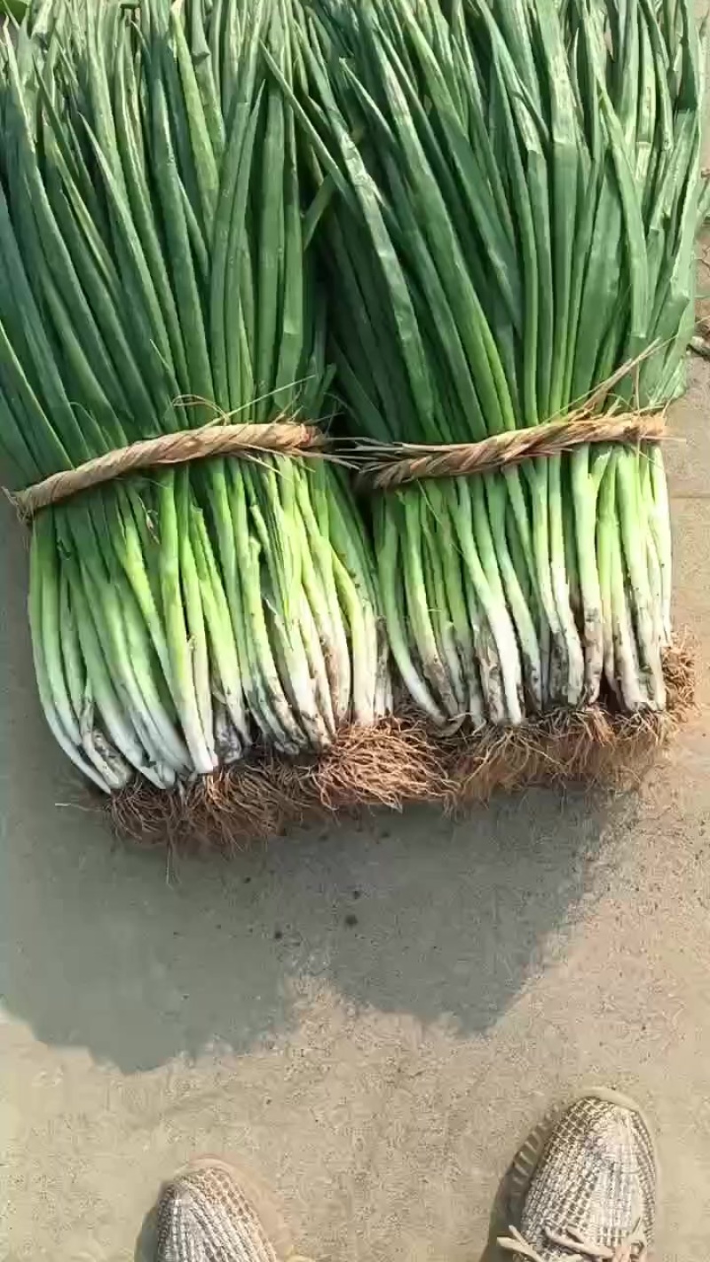 净葱毛葱分葱