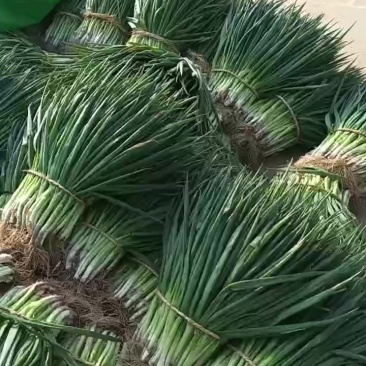 净葱毛葱分葱