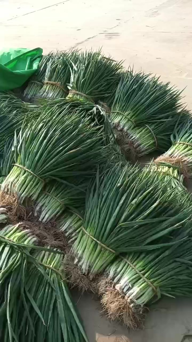 净葱毛葱分葱