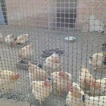 散养土鸡