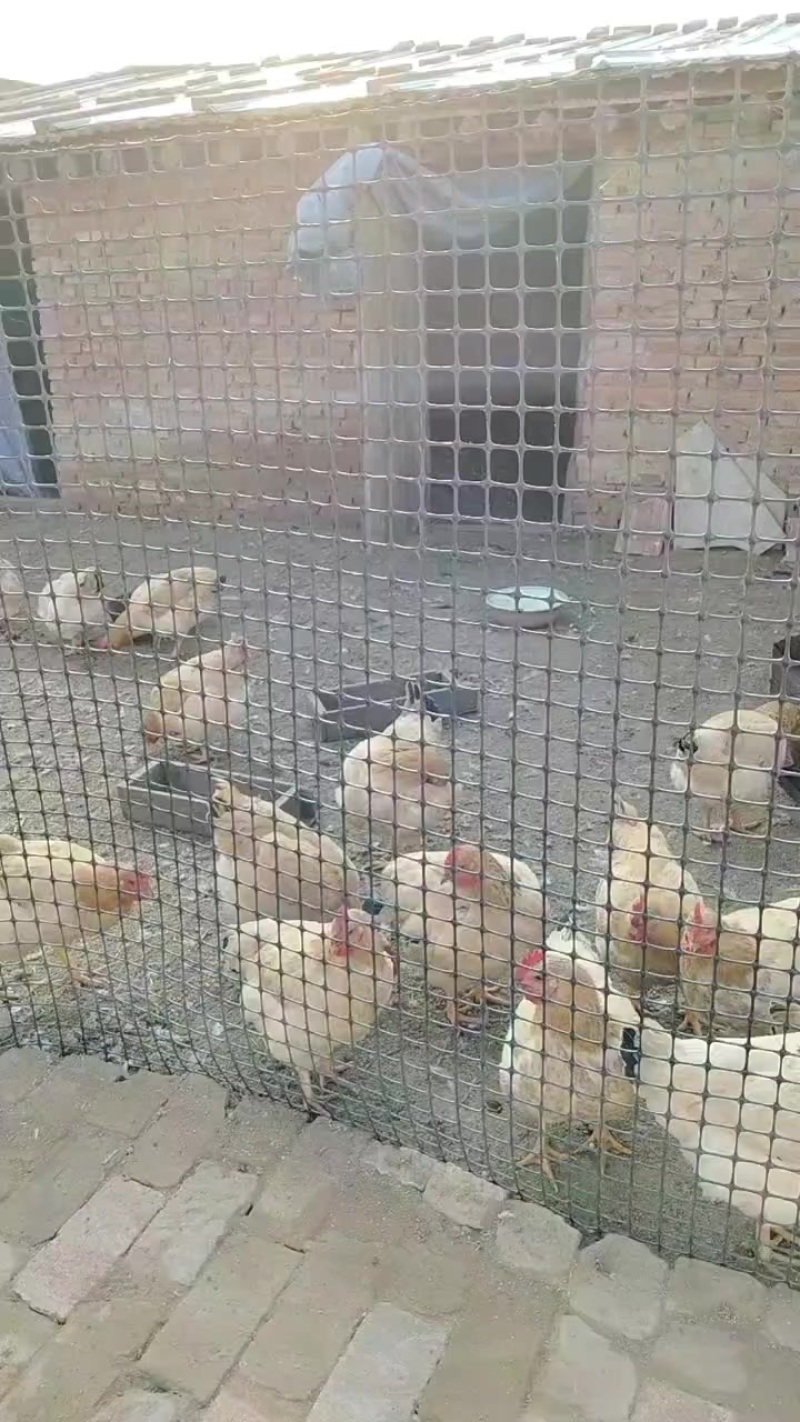 散养土鸡