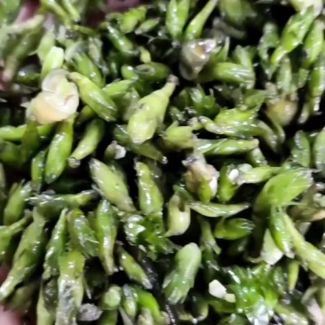 轮叶黑藻芽孢灯笼泡水草种40斤
