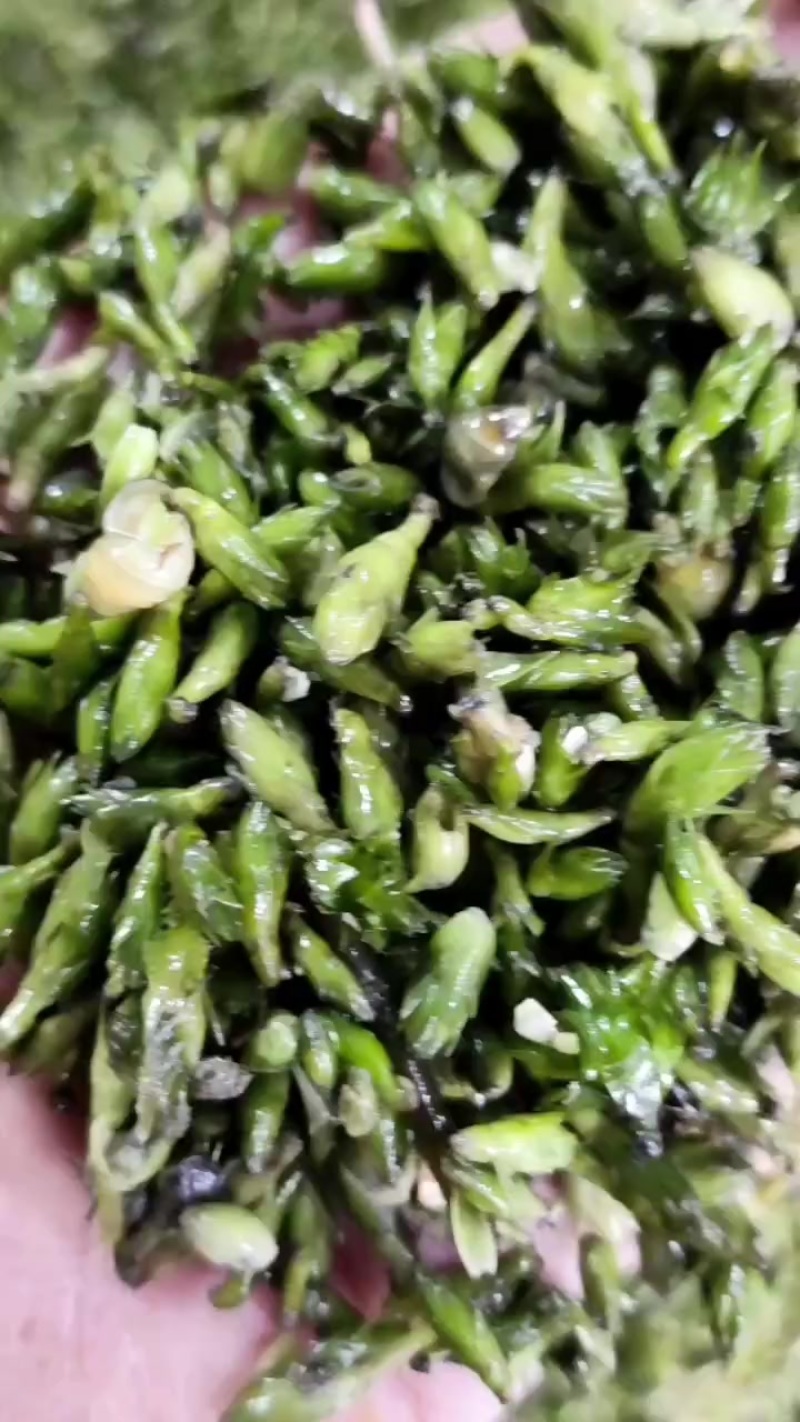 轮叶黑藻芽孢灯笼泡水草种40斤