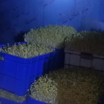 无根黄豆芽