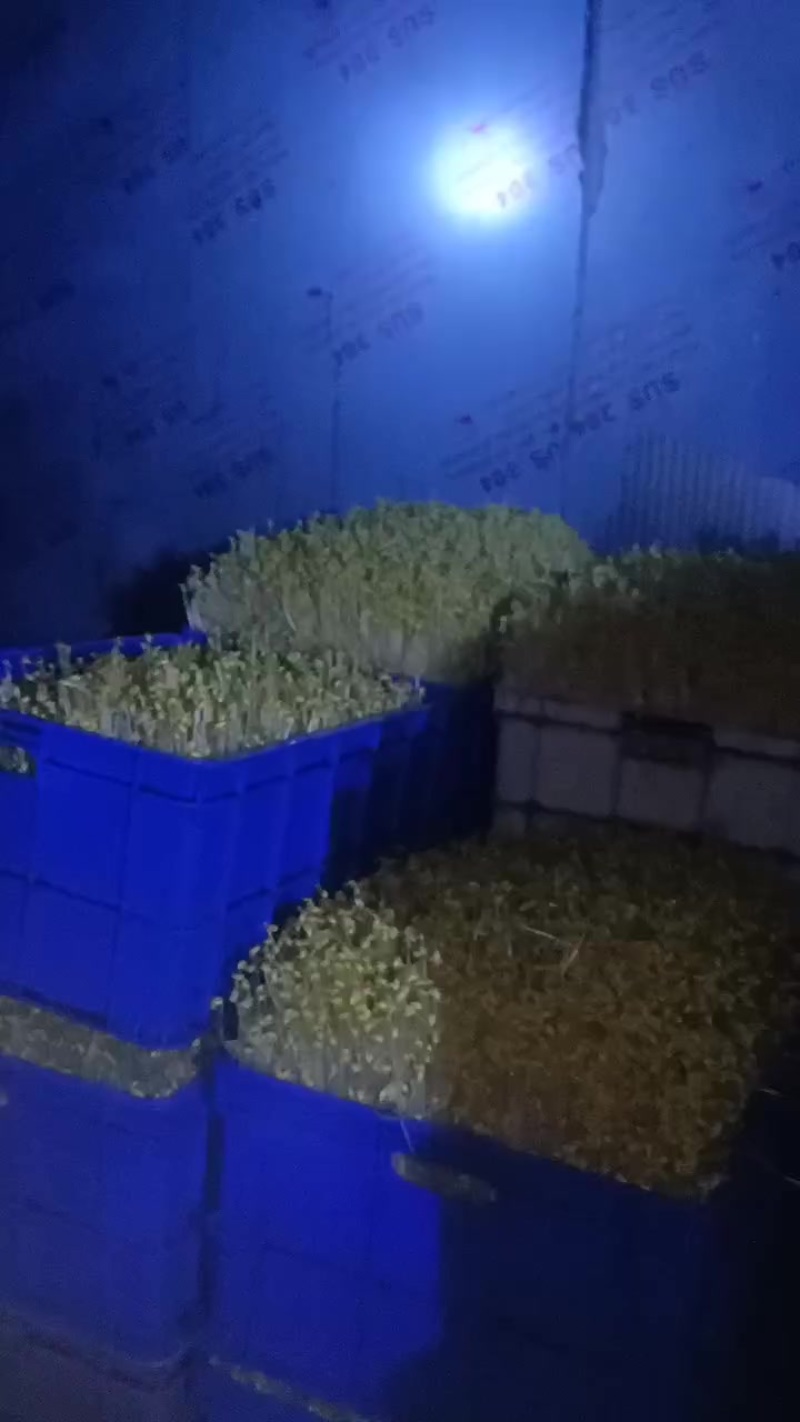 无根黄豆芽
