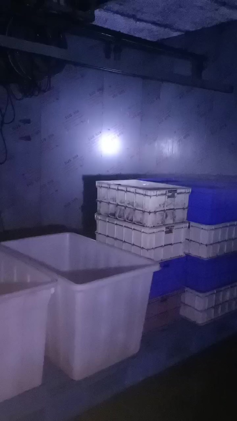 无根黄豆芽